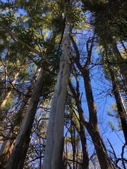 Eucalyptus propinqua
