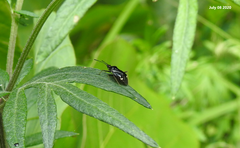Deraeocoris ater