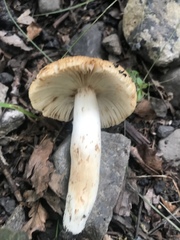 Russula pectinatoides