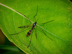 Ptychoptera quadrifasciata