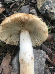 Russula pectinatoides