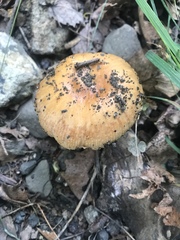 Russula pectinatoides