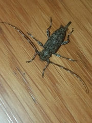 Graphisurus fasciatus