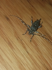 Graphisurus fasciatus