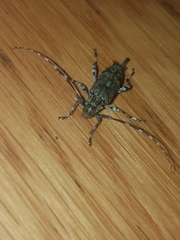 Graphisurus fasciatus