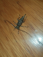 Graphisurus fasciatus