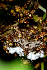 Polistes stigma tamulus