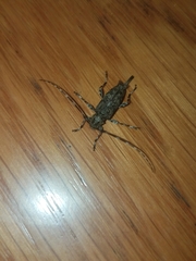 Graphisurus fasciatus