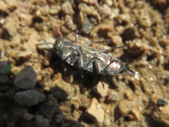 Poecilonota cyanipes