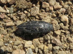 Buprestis consularis