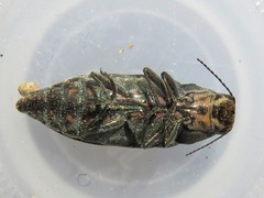 Buprestis consularis