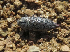 Poecilonota cyanipes