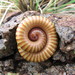 Millipedes - Photo (c) Paul G., some rights reserved (CC BY-NC), uploaded by Paul G.
