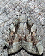 Catocala flebilis