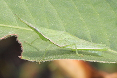 Atractomorpha similis