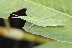 Atractomorpha similis