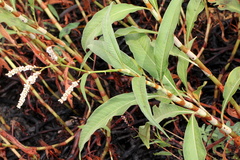 Persicaria attenuata
