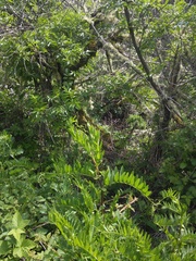 Neotoma fuscipes annectens