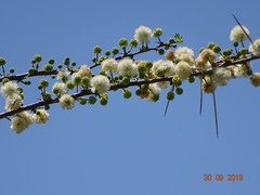 Vachellia planifrons