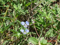 Commelina forskaolii