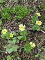Trollius laxus