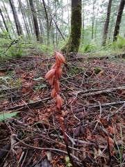 Corallorhiza striata