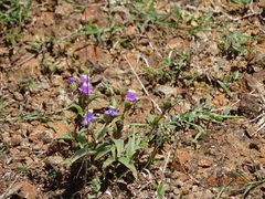 Cyanotis fasciculata