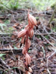 Corallorhiza striata