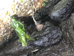 Boltenia villosa
