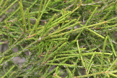 Melaleuca irbyana
