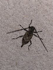 Graphisurus triangulifer