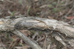 Melaleuca irbyana