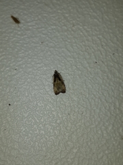 Olethreutes punctanum