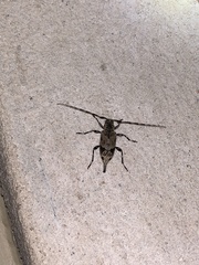 Graphisurus triangulifer