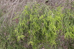 Melaleuca irbyana