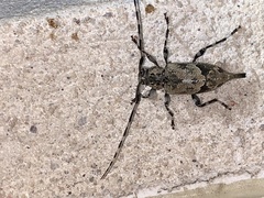 Graphisurus triangulifer