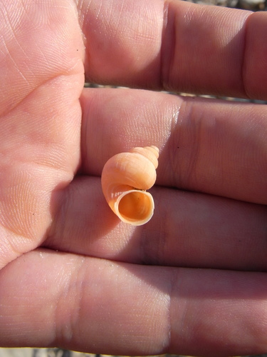 Tudorella sulcata