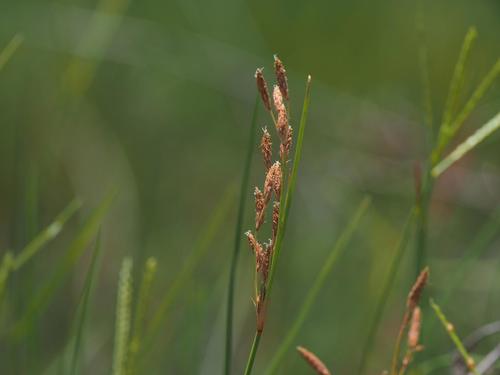 Fimbristylis sieboldii iNat (2)