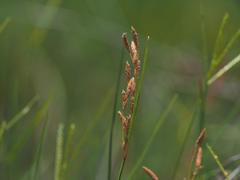 Fimbristylis sieboldii