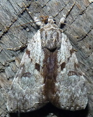 Catocala andromedae