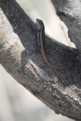 Sceloporus parvus