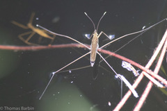 Limnoporus notabilis