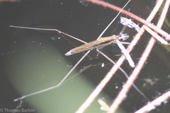 Limnoporus notabilis