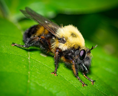 Laphria thoracica