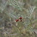 Astragalus pectinatus - Photo (c) m_weiss, osa oikeuksista pidätetään (CC BY-NC), lähettänyt m_weiss