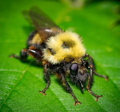 Laphria thoracica