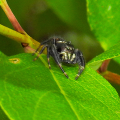 Phidippus clarus