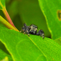 Phidippus clarus