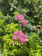 Lagerstroemia indica