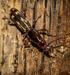 Arrhenodes minutus